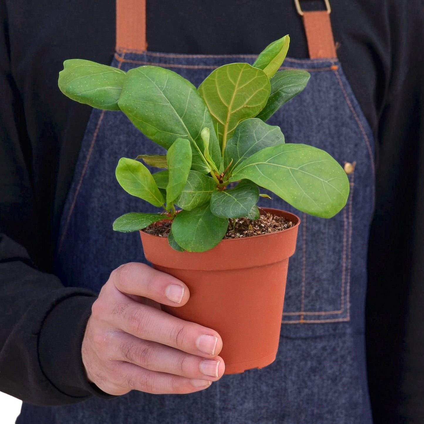 Ficus Lyrata 'Fiddle Leaf Fig' - Shopping Warriors