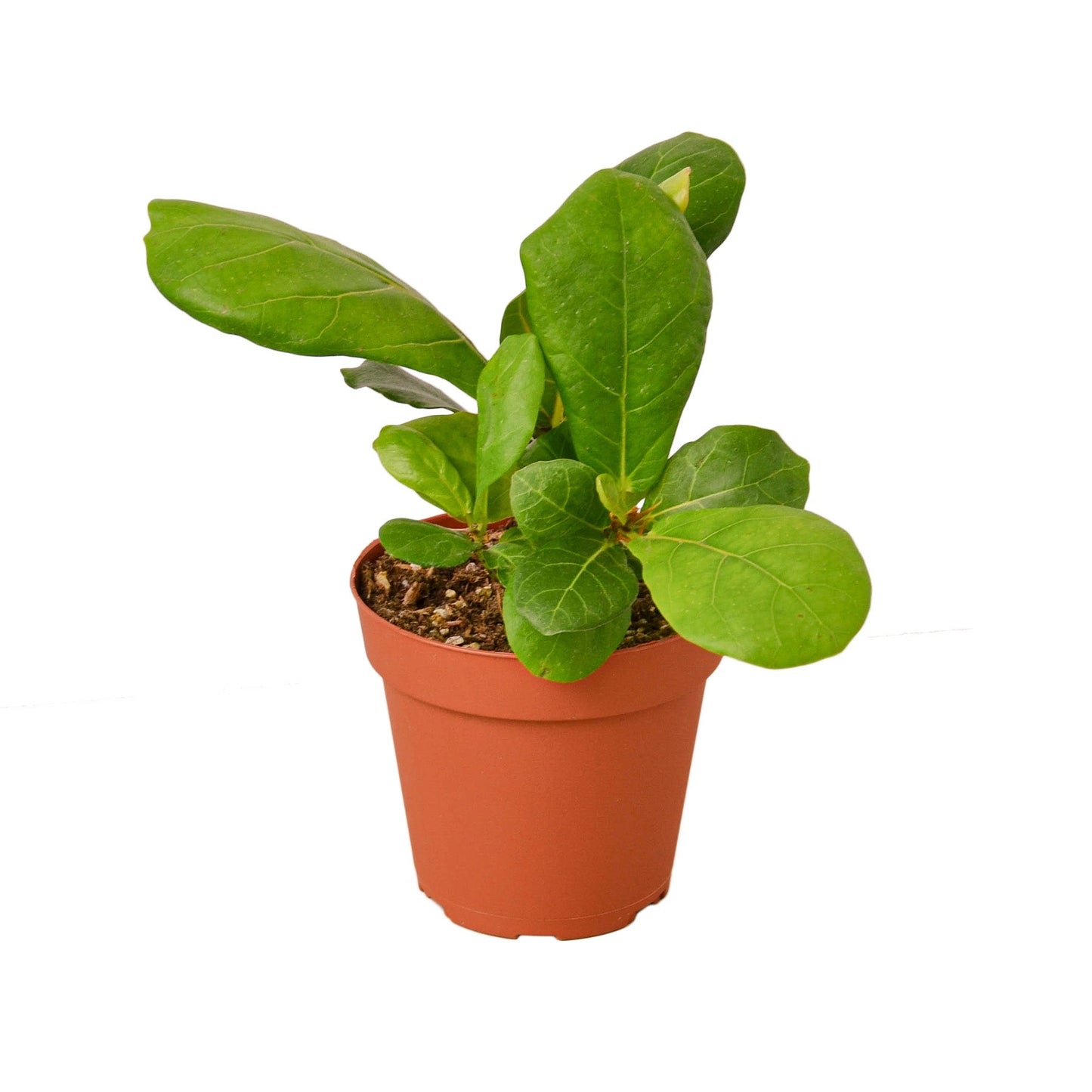 Ficus Lyrata 'Fiddle Leaf Fig' - Shopping Warriors