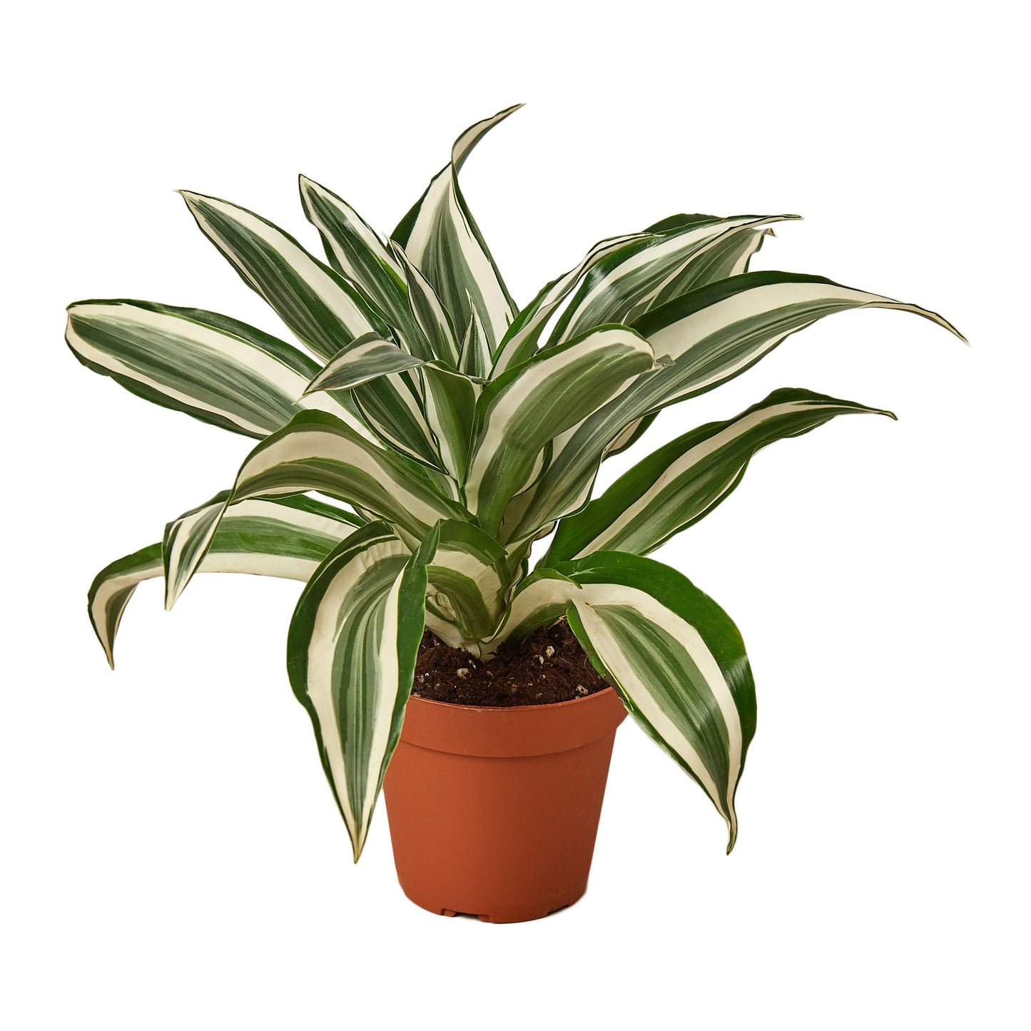 Dracaena 'Warneckii White Jewel' - Shopping Warriors
