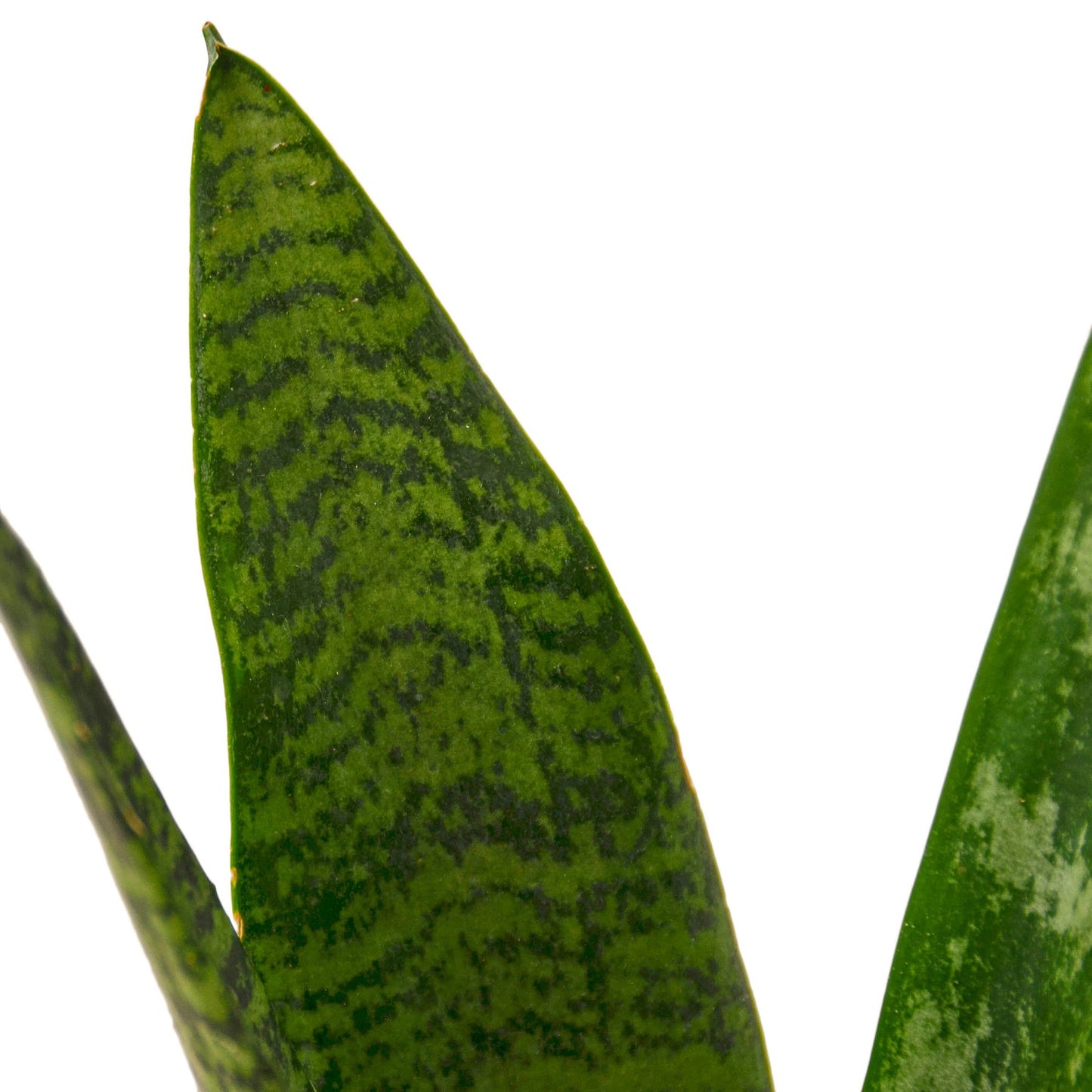 Snake Plant 'Zeylanica' - Shopping Warriors