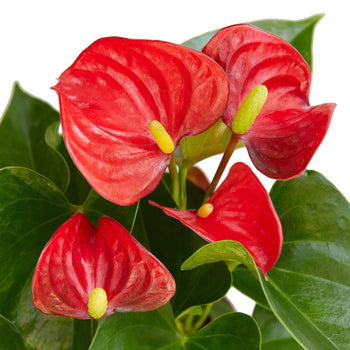 Anthurium 'Red' - Shopping Warriors