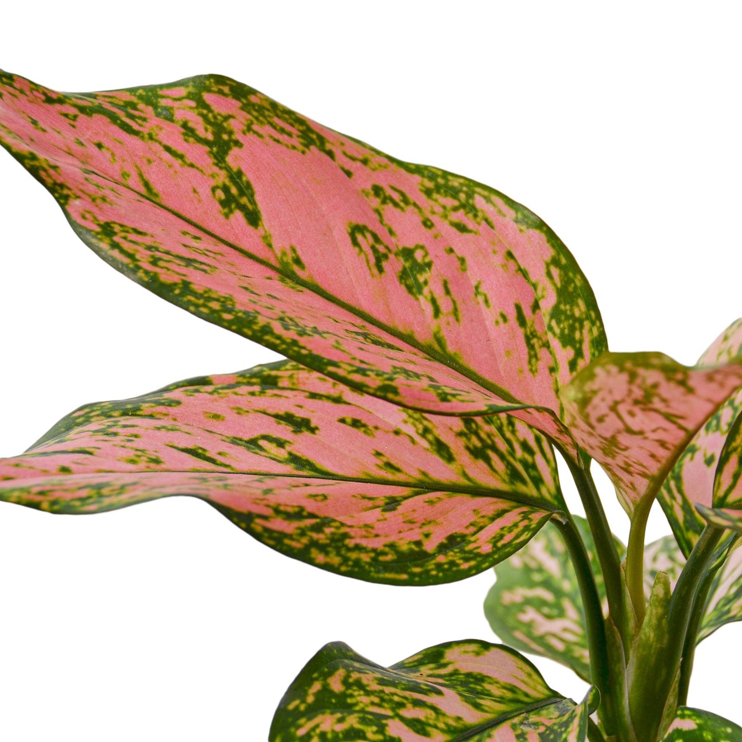 Chinese Evergreen 'Lady Valentine' - Shopping Warriors