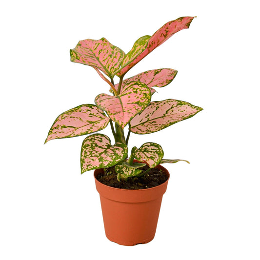Chinese Evergreen 'Lady Valentine' - Shopping Warriors