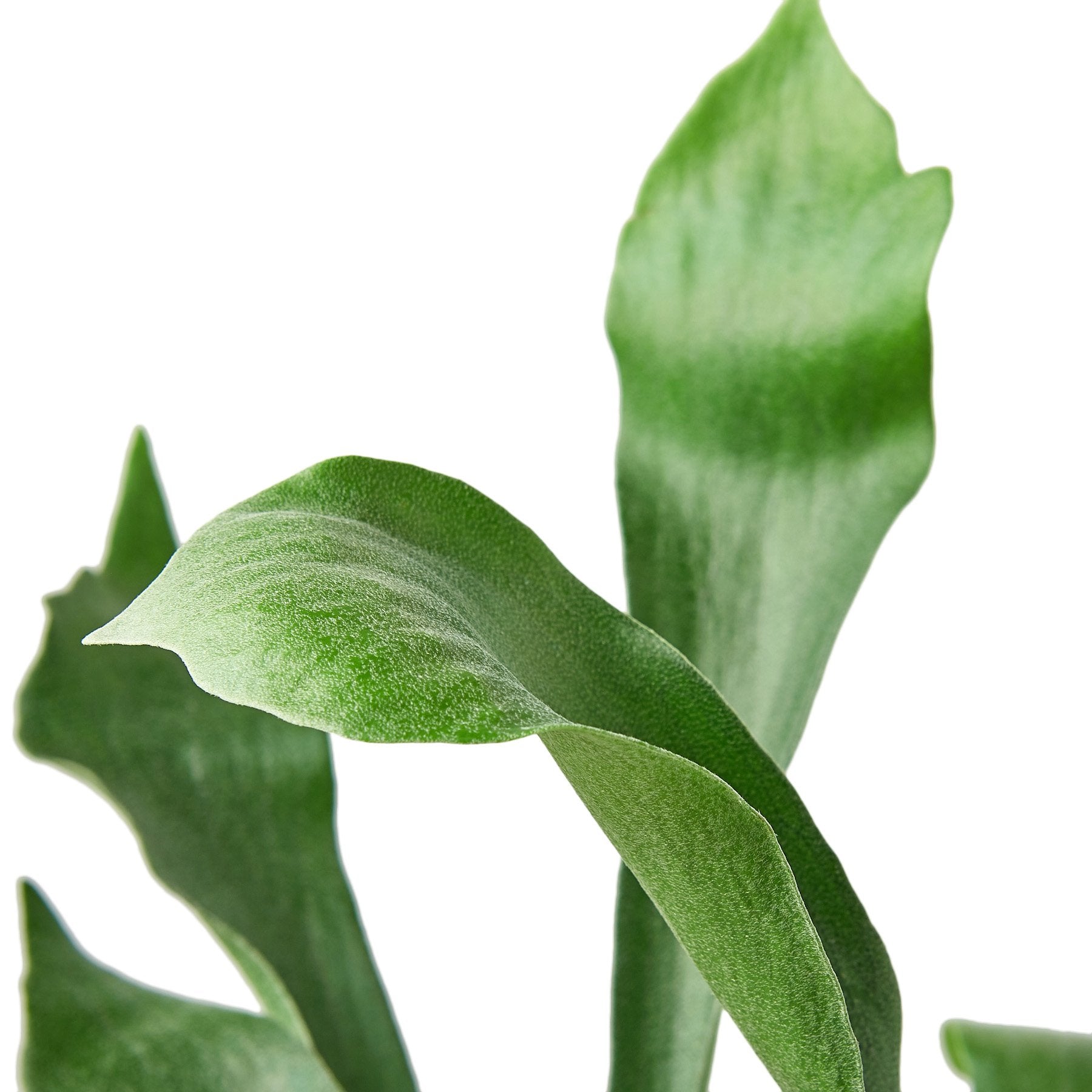 Staghorn Fern - Shopping Warriors
