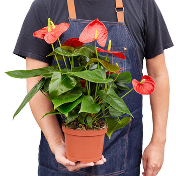 Anthurium 'Red' - Shopping Warriors