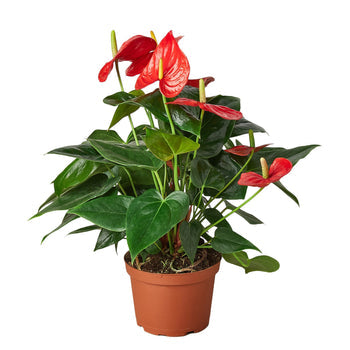 Anthurium 'Red' - Shopping Warriors