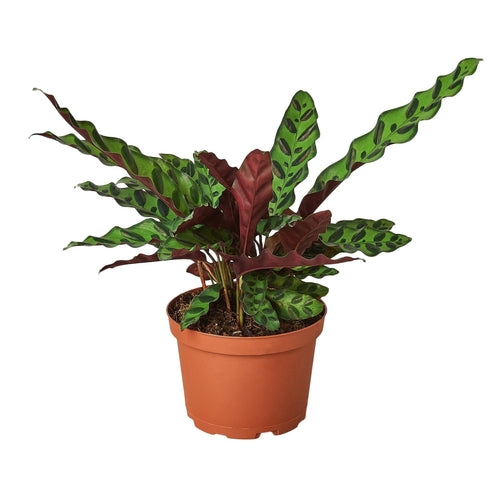 Calathea Lancifolia 'Rattlesnake' - Shopping Warriors