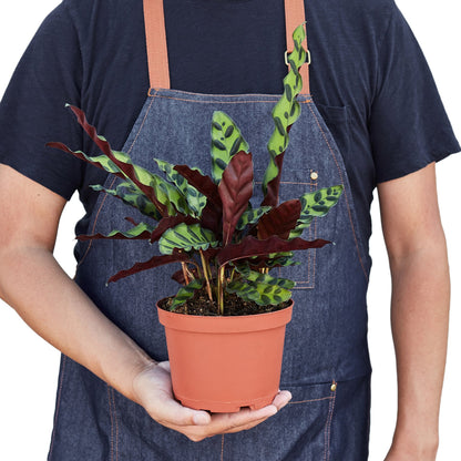 Calathea Lancifolia 'Rattlesnake' - Shopping Warriors