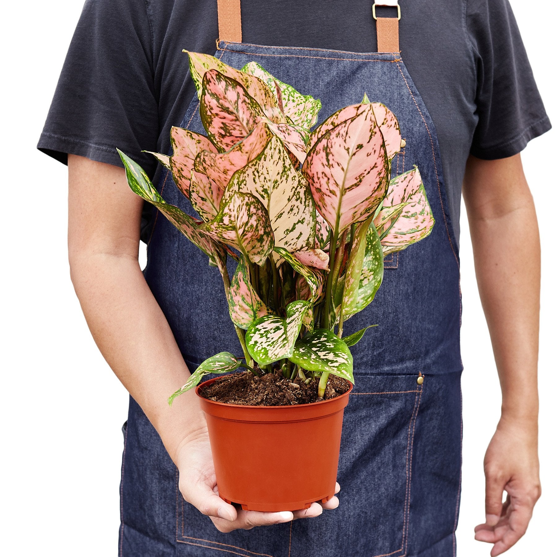 Chinese Evergreen 'Lady Valentine' - Shopping Warriors