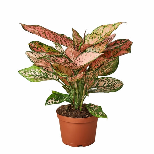 Chinese Evergreen 'Lady Valentine' - Shopping Warriors