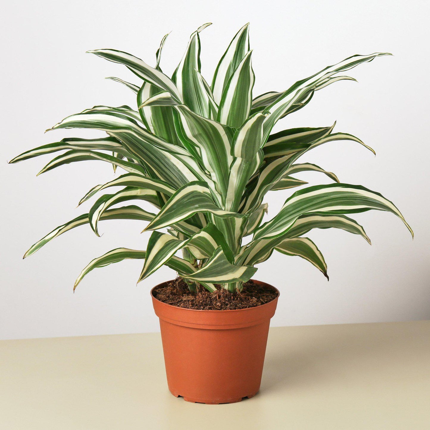 Dracaena 'Warneckii White Jewel' - Shopping Warriors