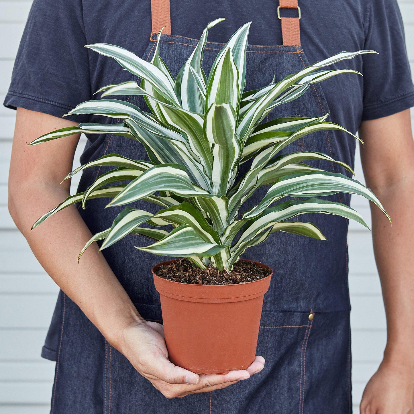 Dracaena 'Warneckii White Jewel' - Shopping Warriors