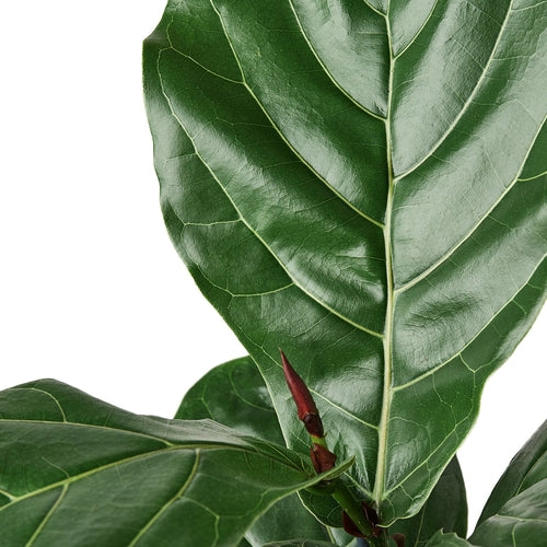 Ficus Lyrata 'Fiddle Leaf Fig' - Shopping Warriors