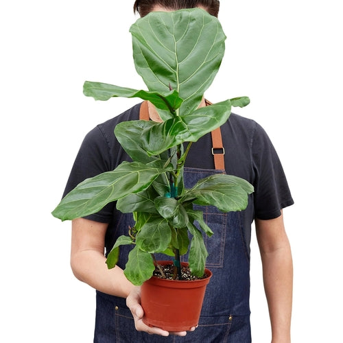 Ficus Lyrata 'Fiddle Leaf Fig' - Shopping Warriors