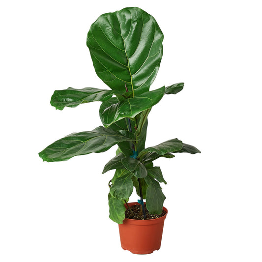 Ficus Lyrata 'Fiddle Leaf Fig' - Shopping Warriors