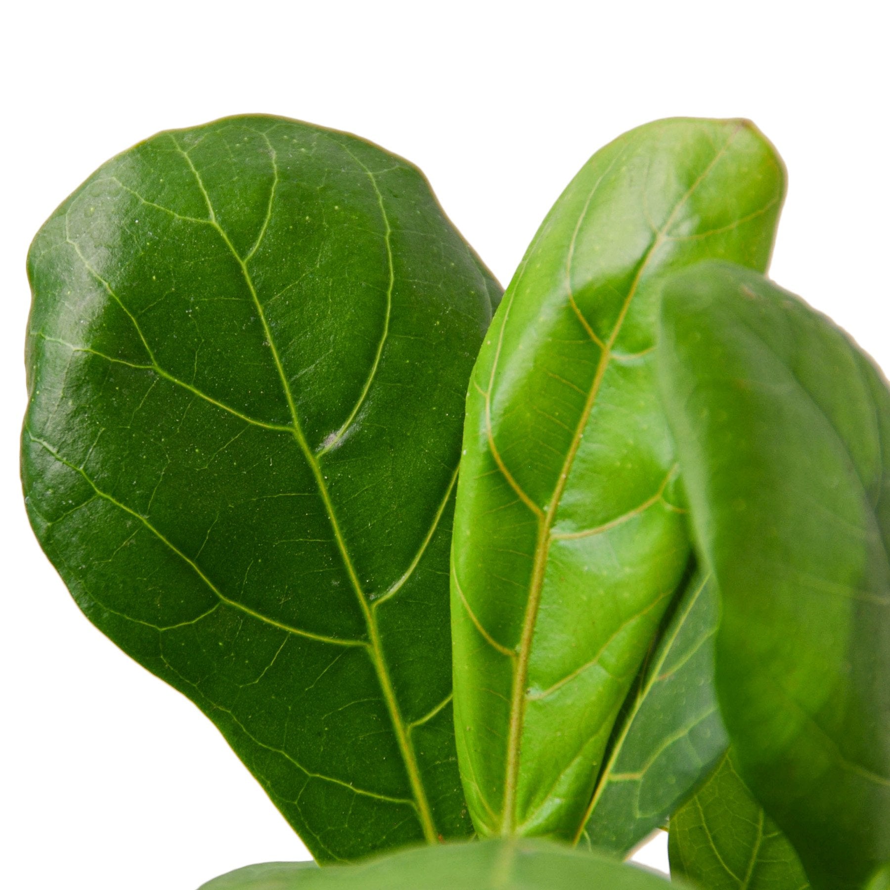 Ficus Lyrata 'Fiddle Leaf Fig' - Shopping Warriors