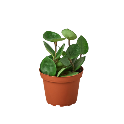 Hoya Carnosa 'Chelsea' - Shopping Warriors