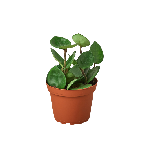 Hoya Carnosa 'Chelsea' - Shopping Warriors