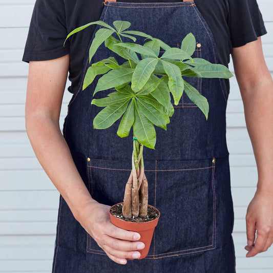Money Tree 'Guiana Chestnut' Pachira Braid - Shopping Warriors