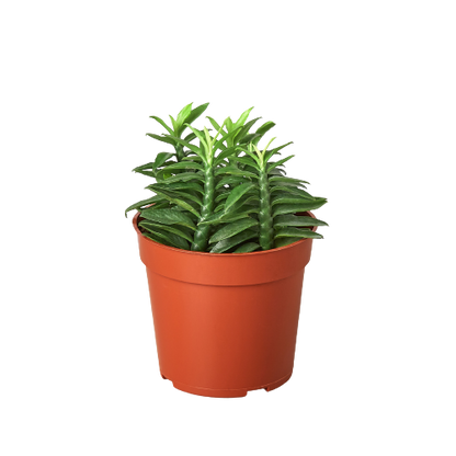 succulent a month club 1 Succulent Monthly Subscription Box – Shopping Warriors