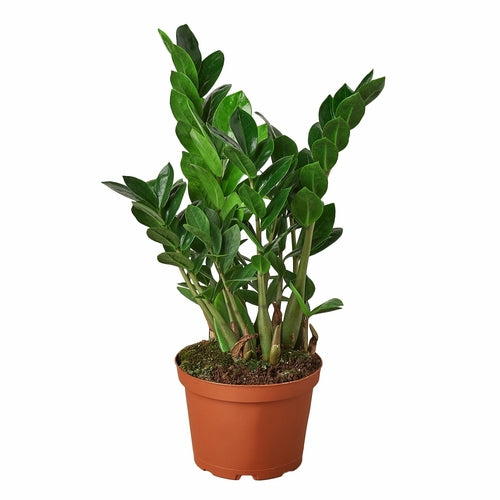 Zamioculcas Zamiifolia ZZ - Shopping Warriors