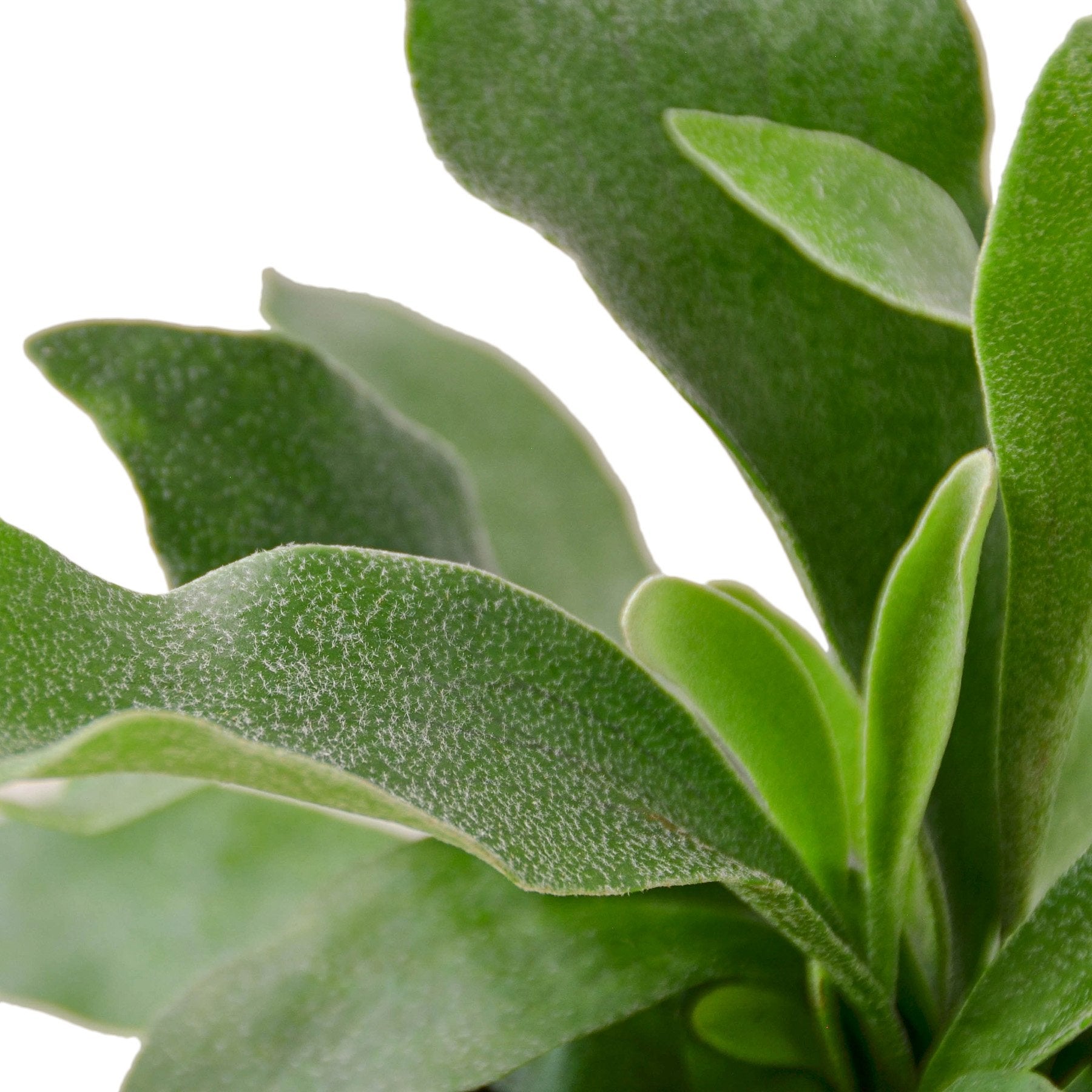 Staghorn Fern - Shopping Warriors