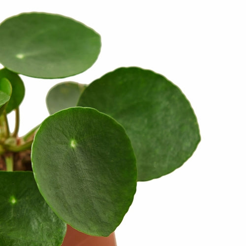 Pilea Peperomioides 'Chinese Money' - Shopping Warriors
