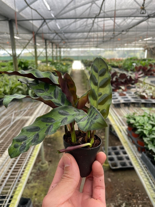 Calathea Lancifolia 'Rattlesnake' - Shopping Warriors