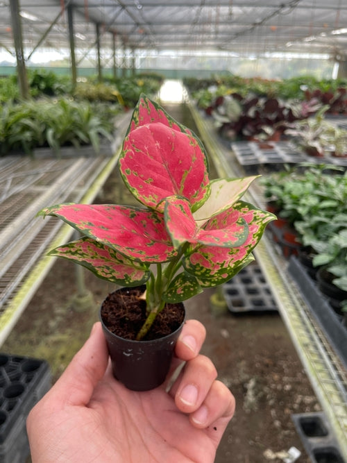 Chinese Evergreen 'Lady Valentine' - Shopping Warriors