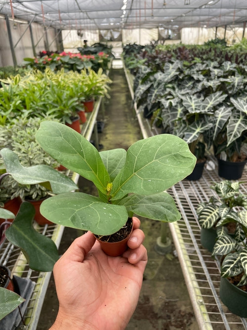Ficus Lyrata 'Fiddle Leaf Fig' - Shopping Warriors