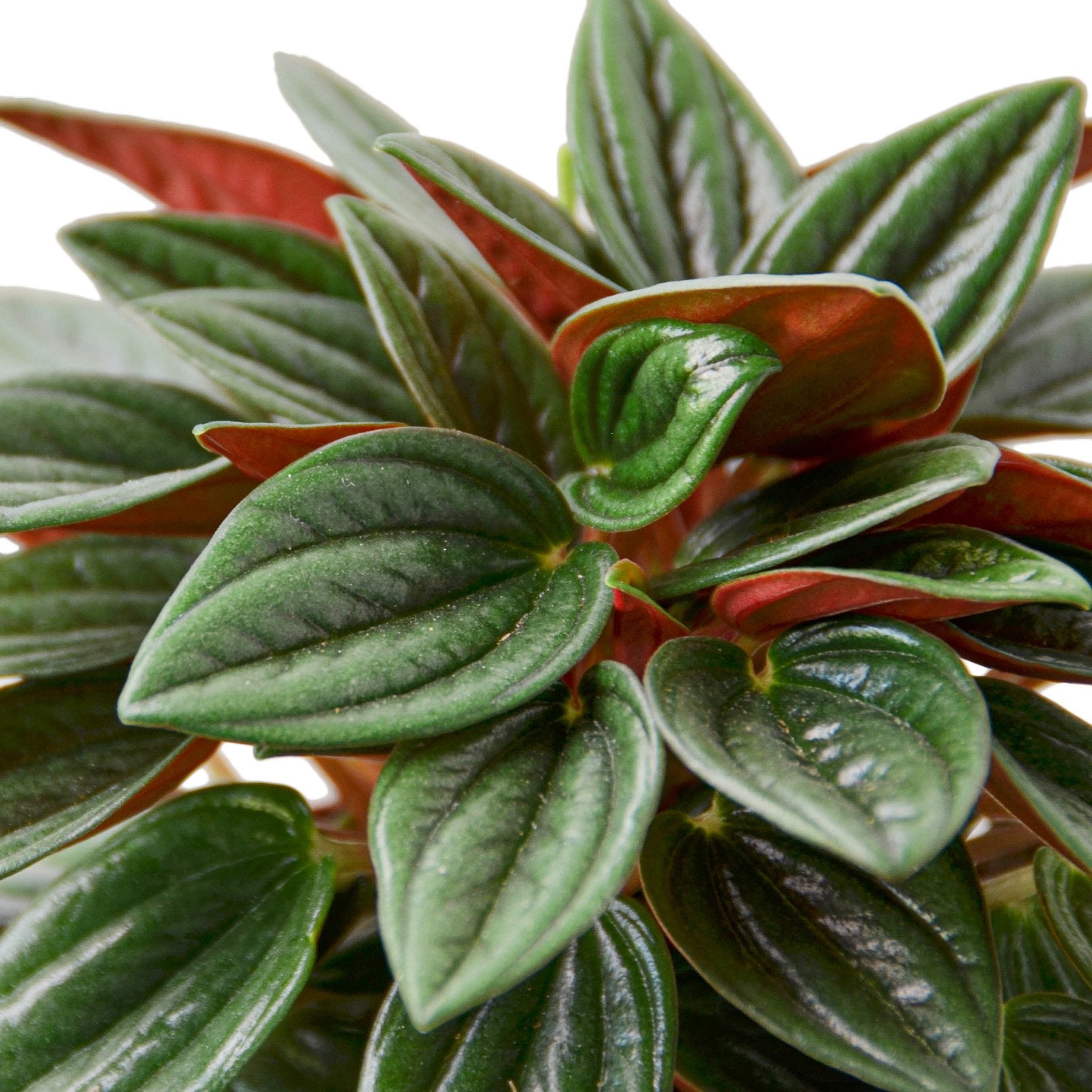Peperomia Rosso - Shopping Warriors