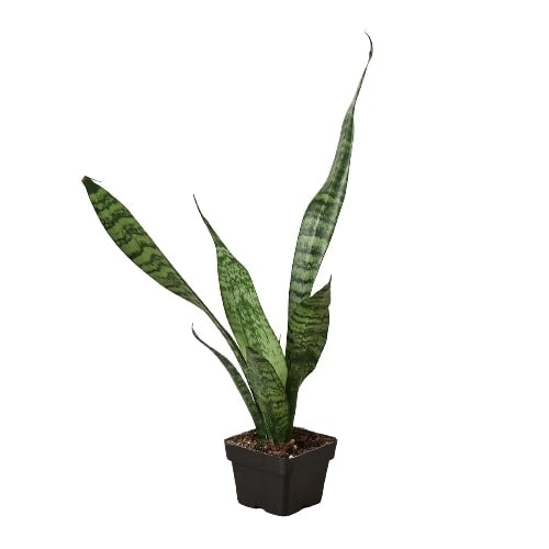 Snake Plant 'Zeylanica' - Shopping Warriors