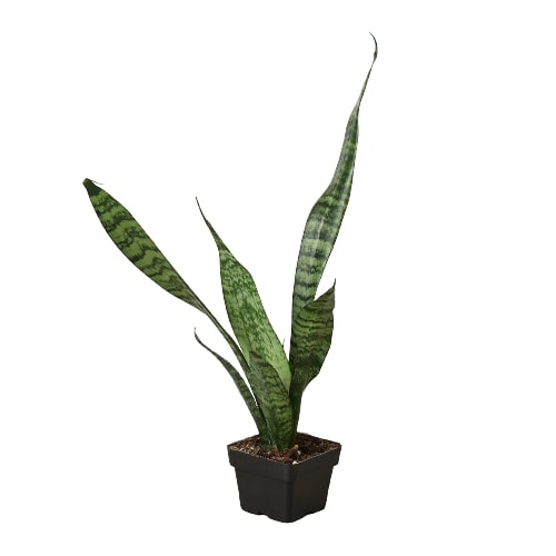 Snake Plant 'Zeylanica' - Shopping Warriors