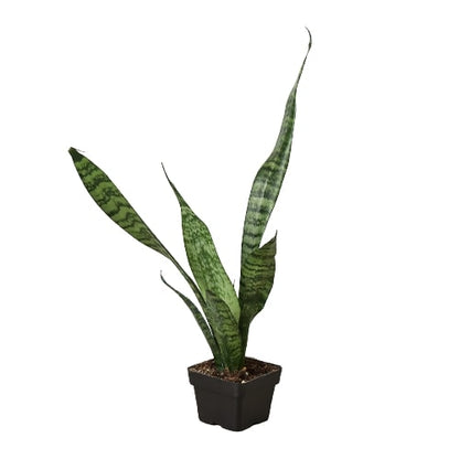 Snake Plant 'Zeylanica' - Shopping Warriors