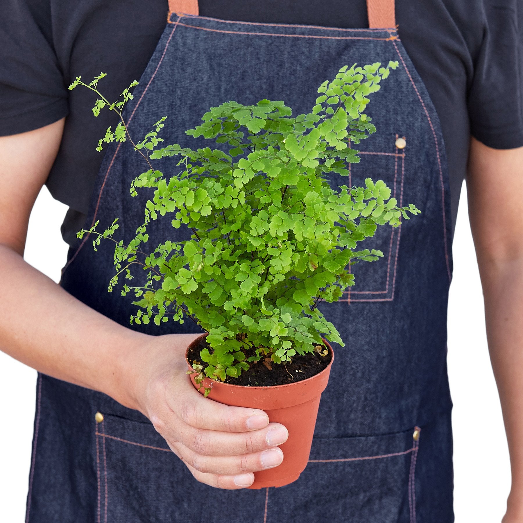 Maidenhair Fern - Shopping Warriors