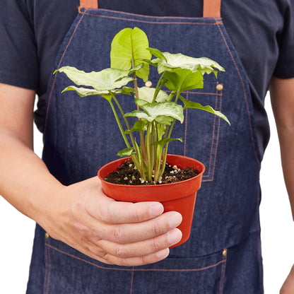 Syngonium White Butterfly - Shopping Warriors