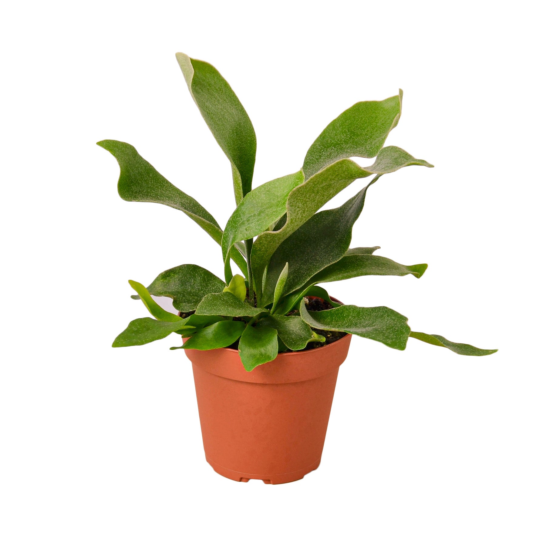 Staghorn Fern - Shopping Warriors