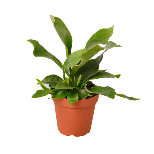 Staghorn Fern - Shopping Warriors