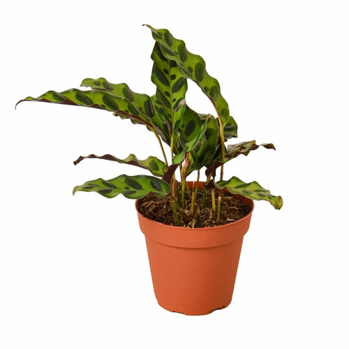 Calathea Lancifolia 'Rattlesnake' - Shopping Warriors