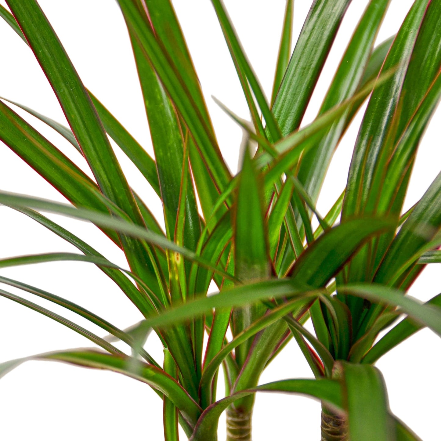 Dracaena Marginata Cane - Shopping Warriors