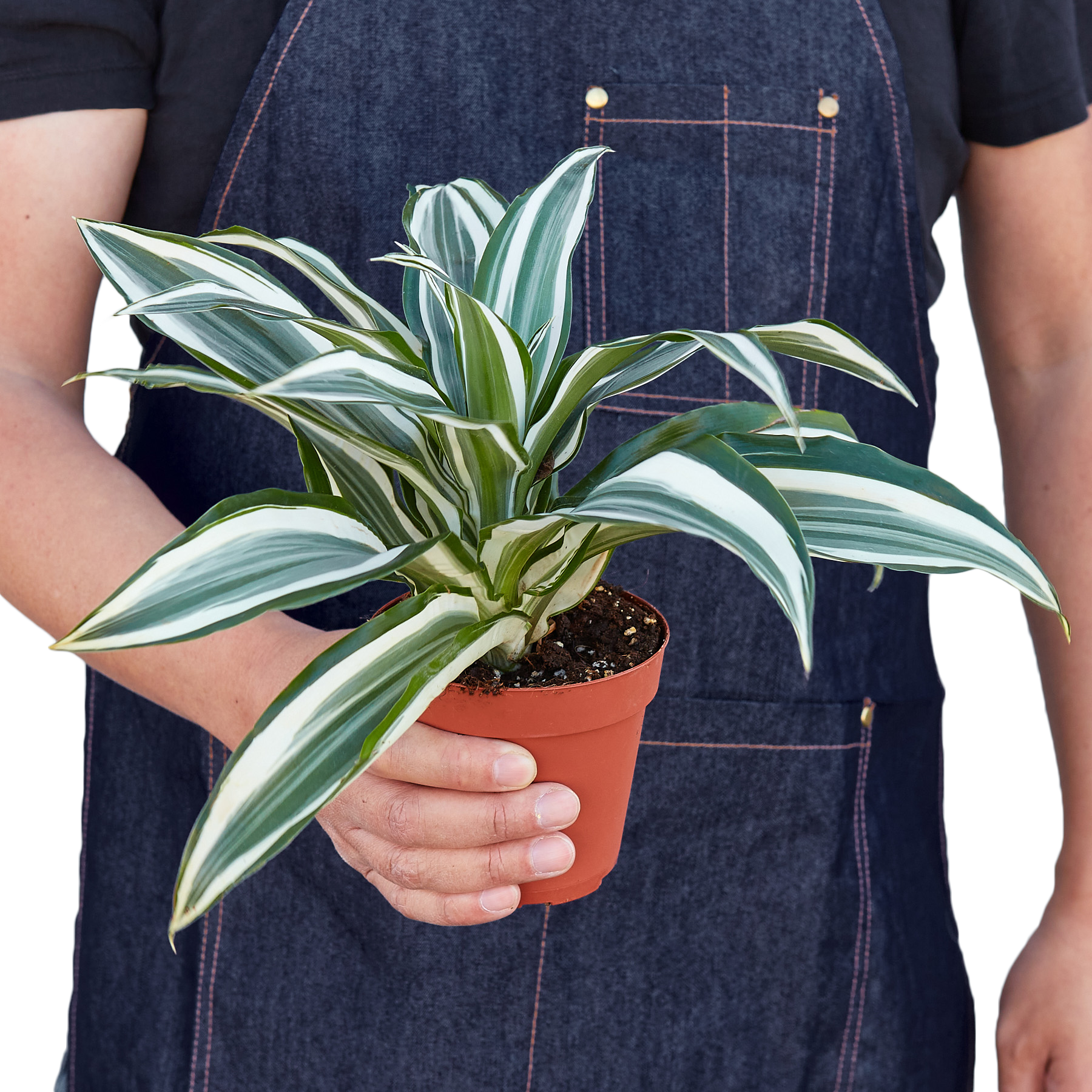 Dracaena 'Warneckii White Jewel' - Shopping Warriors