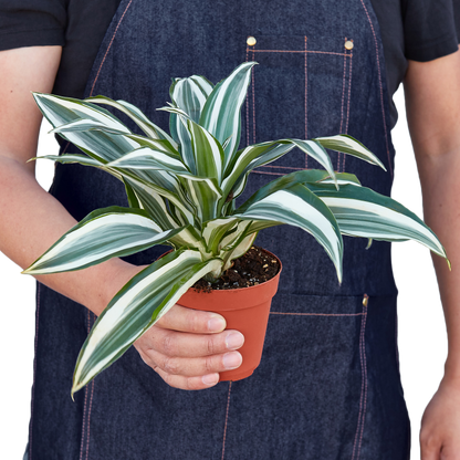 Dracaena 'Warneckii White Jewel' - Shopping Warriors