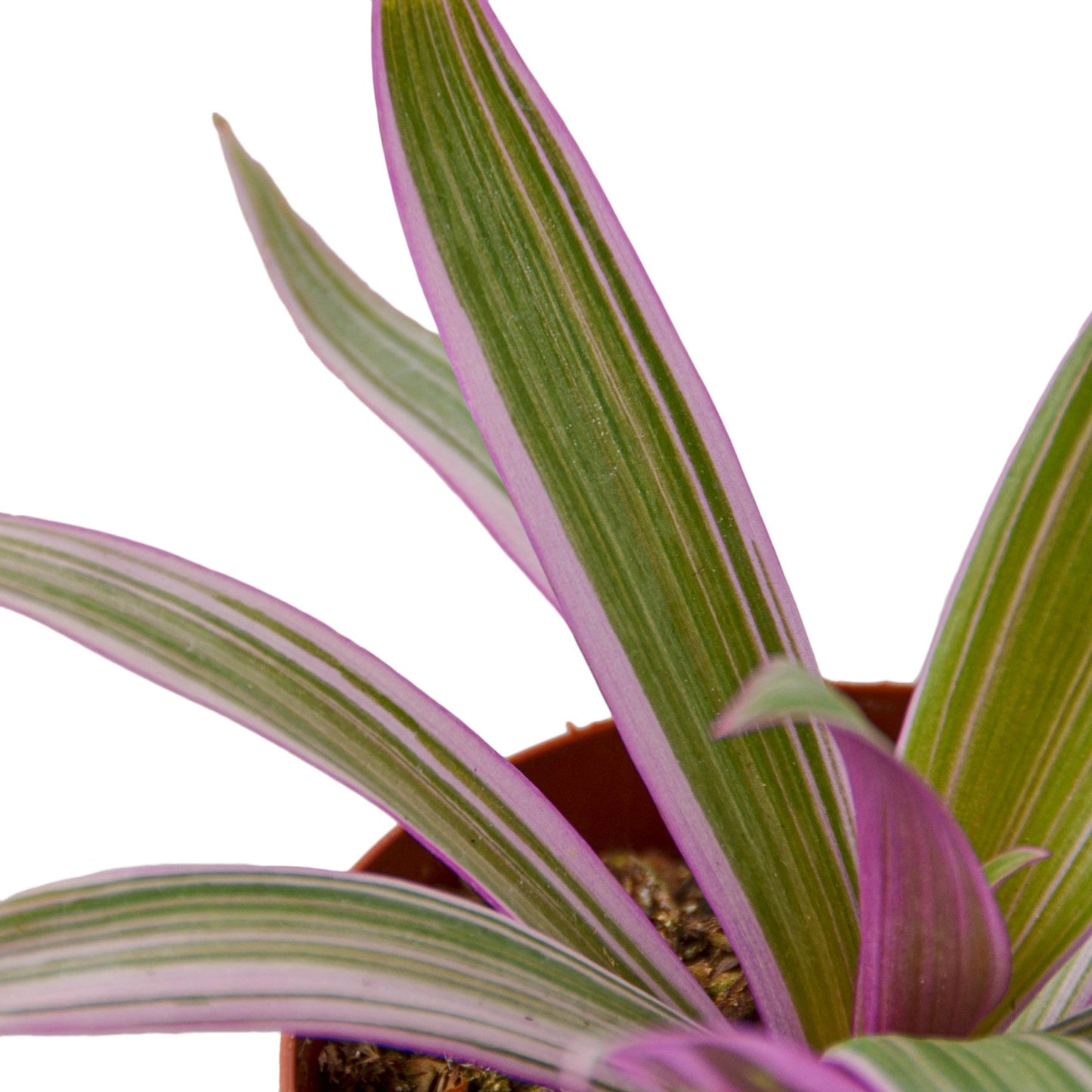 Oyster Plant 'Moses in the Cradle' - Shopping Warriors