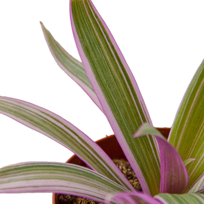 Oyster Plant 'Moses in the Cradle' - Shopping Warriors