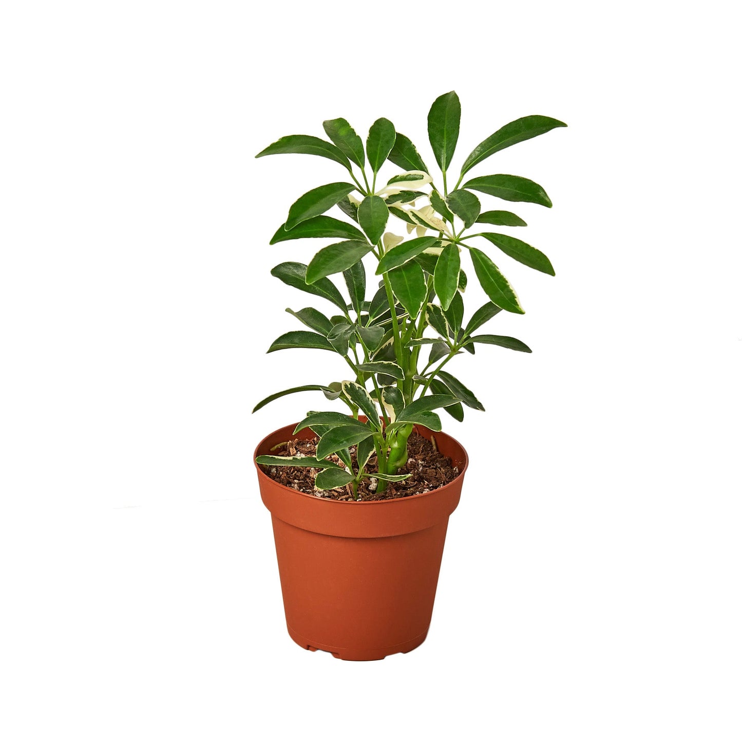 Schefflera Moonlight 'Umbrella Plant' - Shopping Warriors