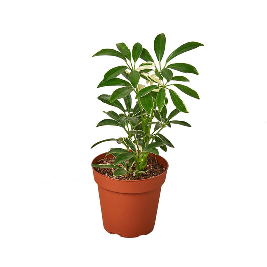 Schefflera Moonlight 'Umbrella Plant' - Shopping Warriors