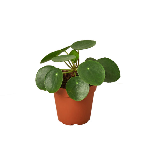 Pilea Peperomioides 'Chinese Money' - Shopping Warriors