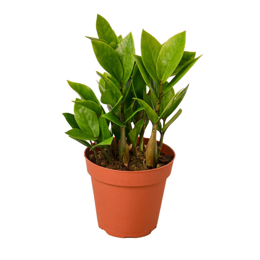 Zamioculcas Zamiifolia ZZ - Shopping Warriors