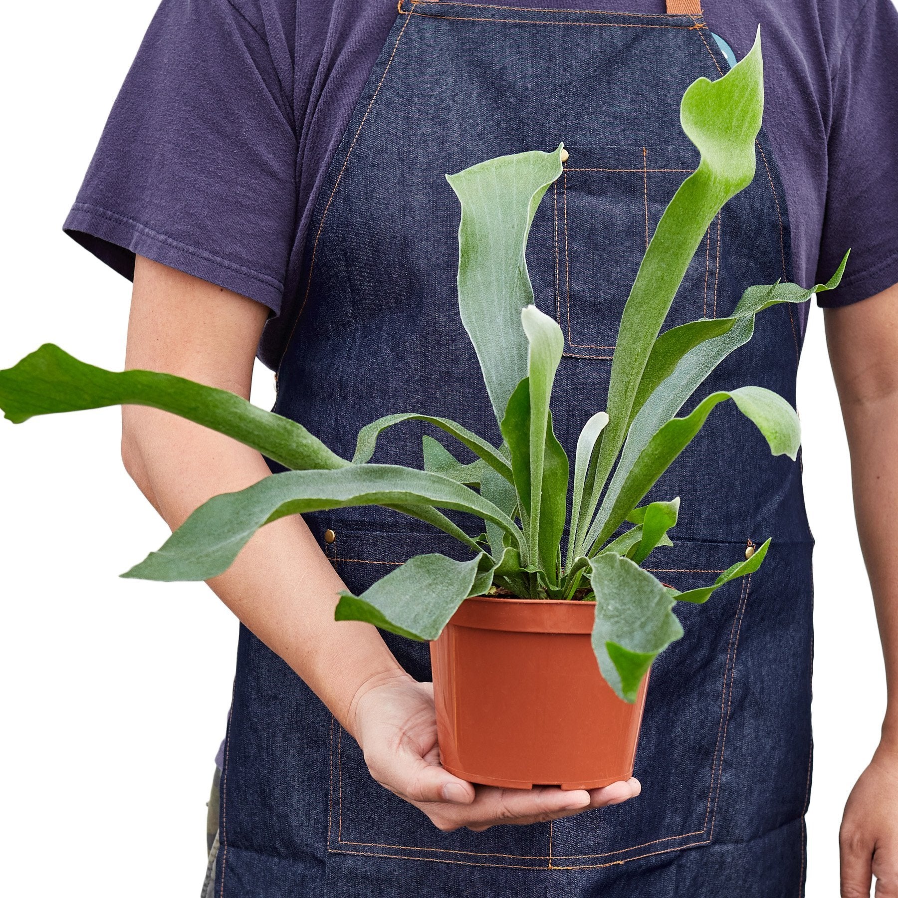 Staghorn Fern - Shopping Warriors