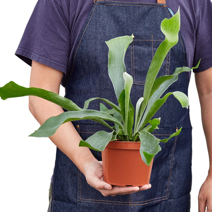 Staghorn Fern - Shopping Warriors